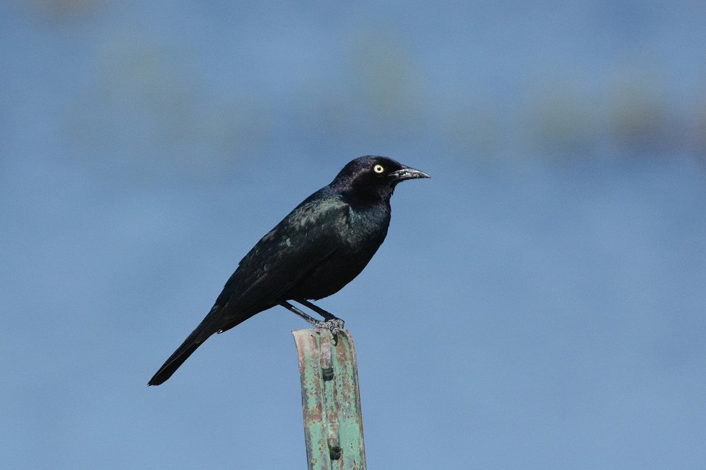 Blackbird, Brewer's, 2015-06039295 Monte Vissta NWR, CO.JPG - Brewer's Blackbird. Monte Vista National Wildlife Refuge, CO, 6-3-2015